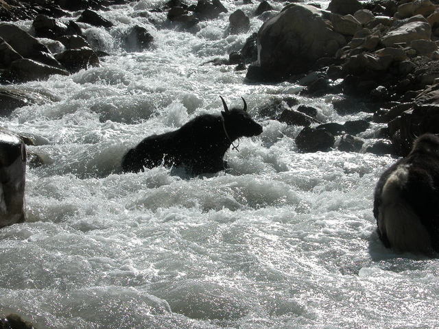 Yaks fording a river in the Darma Valley