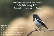 Invitation to the Great Back Yard Bird Count in Sarmoli, 19th February 2017